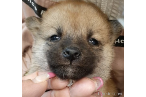 成約済の富山県の柴犬-215021の3枚目